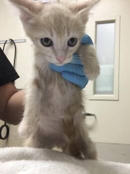 Domestic Short Hair Cats Available for Adoption - SUGAR | PetCurious