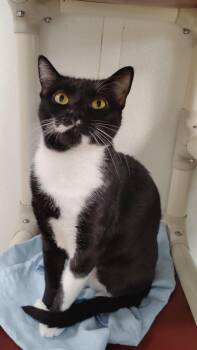 Thea -  Domestic Short Hair Cat for Adoption in Corpus Christi, Texas - Thea | PetCurious