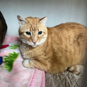 Rescue Domestic Short Hair Cats for Adoption in Cumberland, Maine - Ollie | PetCurious