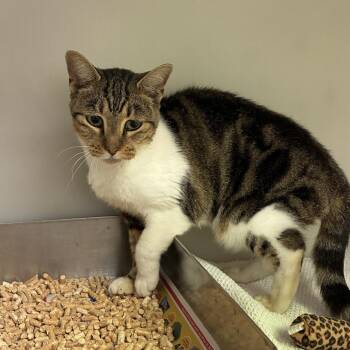 72631 -  Domestic Short Hair Cat for Adoption in Harrisonburg, Virginia - 72631 | PetCurious