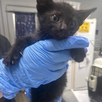 Snickers -  Domestic Short Hair Cat Available for Adoption in Summerville, South Carolina - Snickers | PetCurious
