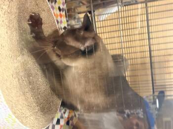 Dobby -  Siamese Cat for Adoption in Farmland, Indiana - Dobby | PetCurious