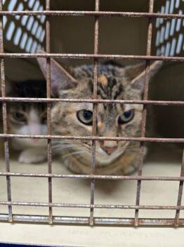 Domestic Short Hair Cats Available for Adoption in Ferndale, Michigan - Minnie | PetCurious