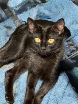 Rescue Domestic Short Hair Cats for Adoption in Gresham, Wisconsin - BENTLEY | PetCurious