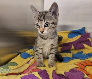 Domestic Short Hair Cats Available for Adoption in Tustin, California - MARIGOLD | PetCurious