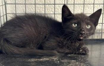 Bliss -  Domestic Short Hair Cat for Adoption in Port Allen, Louisiana - Bliss | PetCurious