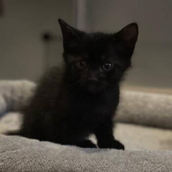 Riddler -  Domestic Short Hair Cat for Adoption in NEW PT RICHEY, Florida - Riddler | PetCurious