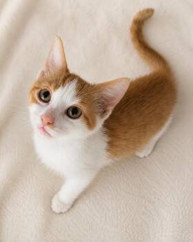 Seesaw -  Domestic Short Hair Cat for Adoption in Oswego, South Carolina - Seesaw | PetCurious