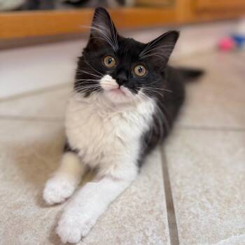 Rainer -  Domestic Long Hair Cat for Adoption in Fenton, Michigan - Rainer | PetCurious