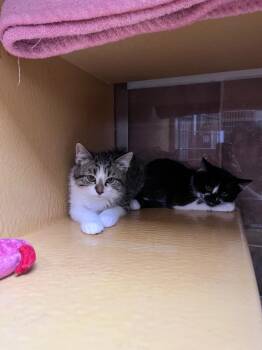 Domestic Medium Hair Cats Available for Adoption in Fort Collins, Colorado - Tinky-Wink | PetCurious