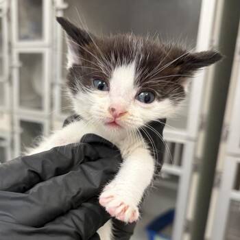 Domestic Short Hair Cats Available for Adoption in Lakewood, California - Achilles | PetCurious