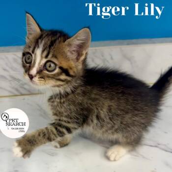 Tiger Lily -  Domestic Short Hair Cat for Adoption in Washington, Pennsylvania - Tiger Lily | PetCurious