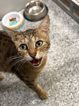 Kovu -  Tabby Cat for Adoption in Fruit Heights, Utah - Kovu | PetCurious