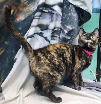 Domestic Short Hair Cats Available for Adoption - 251448  Lulu | PetCurious