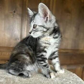 Pico -  Domestic Short Hair Cat for Adoption in Prescott, Arizona - Pico | PetCurious