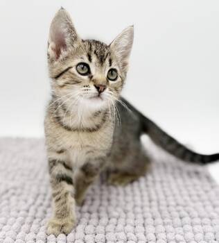 Tabby and Bengal Cats Available for Adoption in Bedford Hills, New York - Milli Is A Mushball!  Loves Her Sis Vanilli! | PetCurious