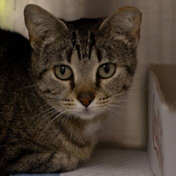 Mystic -  Domestic Short Hair Cat Available for Adoption in La Grange, Kentucky - Mystic | PetCurious