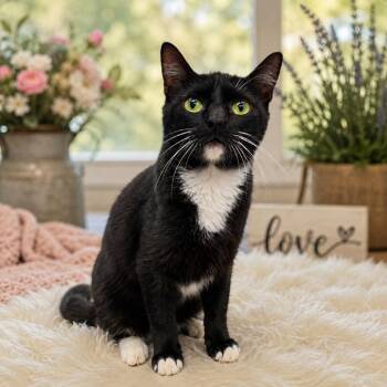 Calypso -  Domestic Short Hair Cat for Adoption in Leander, Texas - Calypso | PetCurious