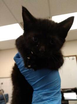 Nyx -  Domestic Short Hair Cat for Adoption in Palm Coast, Florida - Nyx | PetCurious