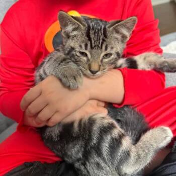 Bandit -  Domestic Short Hair Cat for Adoption in Newborn, Georgia - Bandit | PetCurious