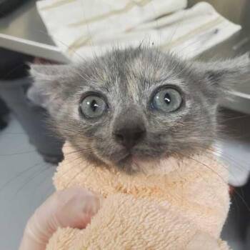 Prue -  Domestic Short Hair Cat for Adoption in Asheville, North Carolina - Prue | PetCurious