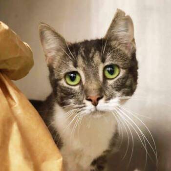 Domestic Short Hair Cats Available for Adoption in Atlanta, Georgia - Coco Chanel | PetCurious