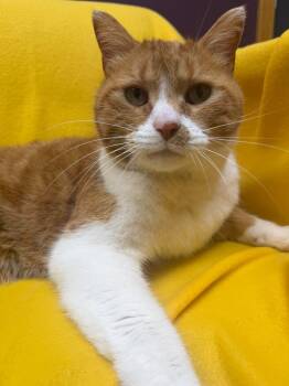 Domestic Short Hair Cats Available for Adoption in Alexandria, Minnesota - Roosevelt | PetCurious