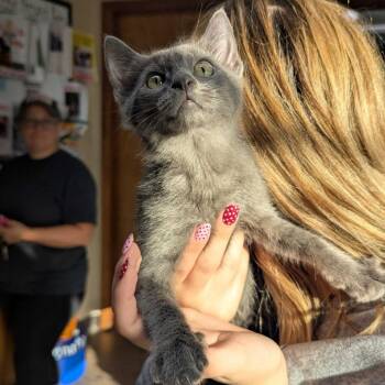 Mouser -  Domestic Short Hair Cat for Adoption in Valdosta, Georgia - Mouser | PetCurious