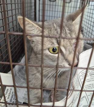 SAGE -  Domestic Short Hair Cat for Adoption in San Antonio, Texas - SAGE | PetCurious