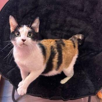 Domestic Short Hair Cats Available for Adoption in Quincy, Illinois - Momma Cottage | PetCurious