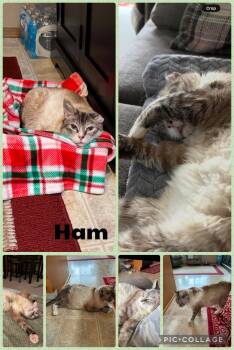 Domestic Short Hair Cats Available for Adoption in Newberg, Oregon - Ham | PetCurious