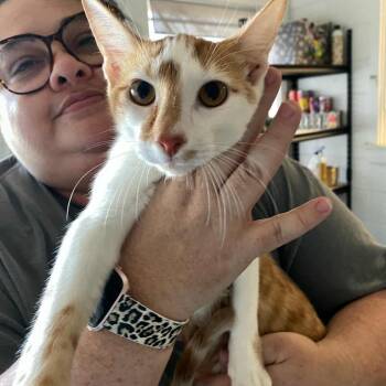 Rescue Domestic Short Hair Cats for Adoption in Eufaula, Alabama - Tommy | PetCurious