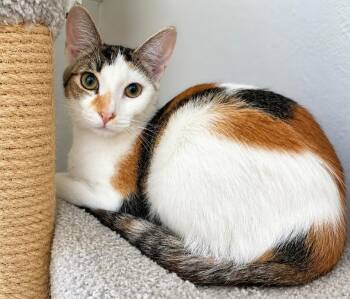 Dandy -  Calico Cat for Adoption in Lodi, California - Dandy | PetCurious