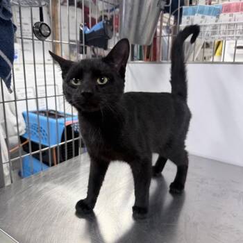 Domestic Short Hair Cats Available for Adoption in New York, New York - Sir Mittens | PetCurious
