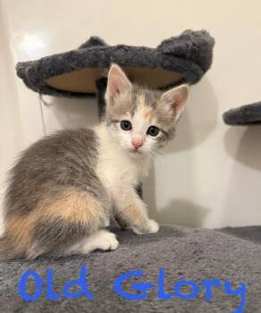 Old Glory Blue -  Domestic Short Hair Cat for Adoption in Fort Collins, Colorado - Old Glory Blue | PetCurious