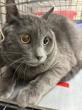 MORPHIXOUS -  Domestic Short Hair Cat for Adoption in Las Vegas, Nevada - MORPHIXOUS | PetCurious