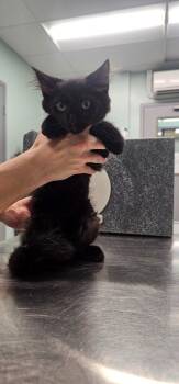 Freddie -  Domestic Long Hair Cat for Adoption in Athens, Tennessee - Freddie | PetCurious