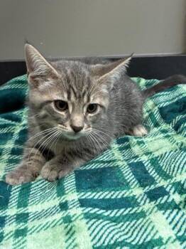 Ace -  Domestic Medium Hair Cat for Adoption in Sidney, Ohio - Ace | PetCurious
