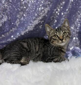Cattywampus -  Domestic Short Hair Cat for Adoption in Clarkesville, Georgia - Cattywampus | PetCurious