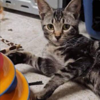 Mulberry -  Domestic Short Hair Cat for Adoption in Sandy Springs, Georgia - Mulberry | PetCurious