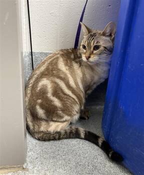 SASHA -  Bengal Cat for Adoption in Indianapolis, Indiana - SASHA | PetCurious