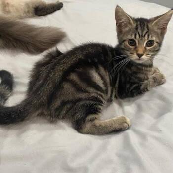 Ollie -  Domestic Short Hair Cat for Adoption in Los Angeles, California - Ollie | PetCurious