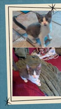Gloria -  Domestic Short Hair Cat for Adoption in Oakley, California - Gloria | PetCurious