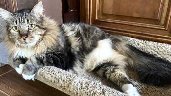 Maine Coon and Domestic Long Hair Cats Available for Adoption - Amethyst | PetCurious