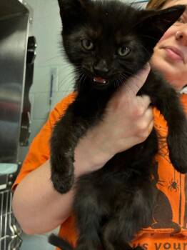 Sprite -  Domestic Short Hair Cat for Adoption in Cincinnati, Ohio - Sprite | PetCurious