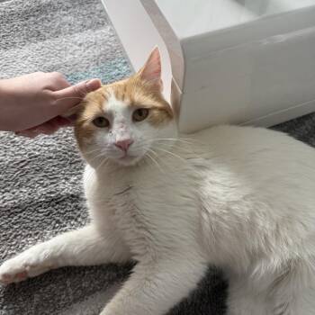 Domestic Short Hair Cats Available for Adoption - Chris | PetCurious