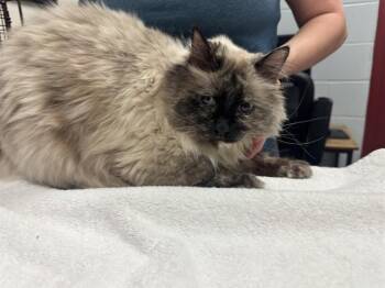 Domestic Long Hair Cats Available for Adoption in Colorado Springs, Colorado - SERENA | PetCurious