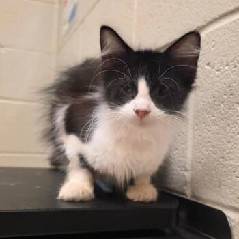 Mopsy -  Domestic Short Hair Cat for Adoption in Bristol, Indiana - Mopsy | PetCurious