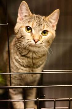 Freddy -  Domestic Short Hair Cat for Adoption in Duluth, Minnesota - Freddy | PetCurious