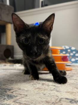 Fergie -  Domestic Short Hair Cat for Adoption in Hershey, Pennsylvania - Fergie | PetCurious